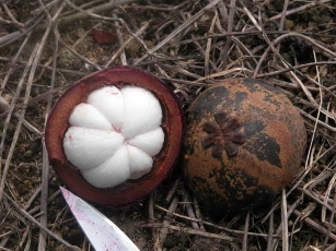 Mangosteen